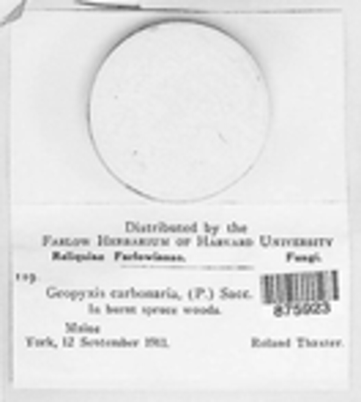 Geopyxis carbonaria image